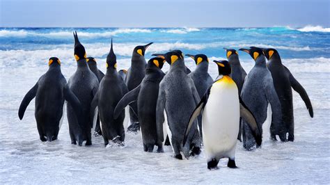 spesies penguin